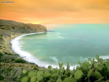 Cactus Sunrise Palos Verde Peninsula California screenshot