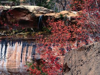 Calico Emerald Pools screenshot