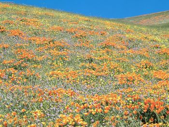 California Poppies And Other Spring Wildflowers Tehachapi Mountains California screenshot