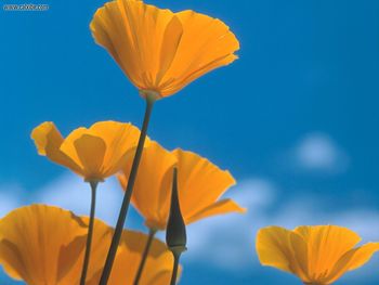 California Poppies Siskiyou Mountainsnear Ashland Oregon screenshot