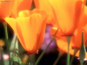 California Poppies screenshot