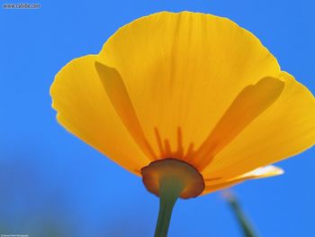 California Poppy screenshot