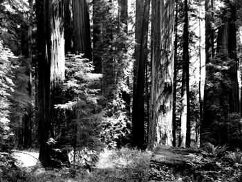 California Redwoods screenshot