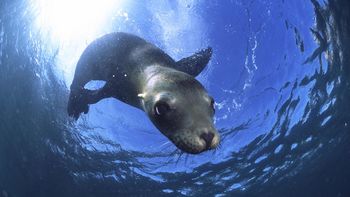 California Sea Lion, Baja California, Mexico screenshot