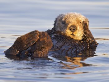 California Sea Otter, Monterey Bay Marine Sanctuary, California screenshot