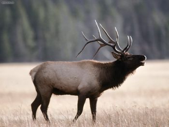 Call Of The Bull Elk Yellowstone National Park Wyoming screenshot