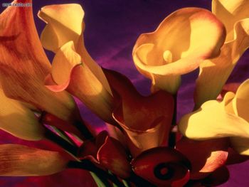 Calla Lilies screenshot