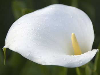 Calla Lily, Surrey, British Columbia screenshot