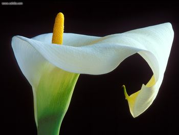 Calla Lily screenshot