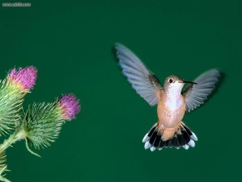 Calliope Hummingbird screenshot