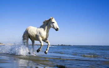 Camargue White Horse screenshot