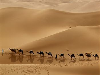 Camel Caravan, Libya screenshot