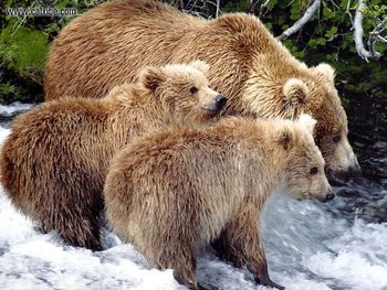 Canada Alberta Grizzly Mom And Cubs screenshot