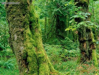 Canada British Columbia Vancouver Island screenshot