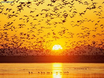 Canada Geese Tule Lake National Wildlife Refuge California screenshot