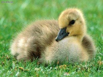 Canada Gosling screenshot