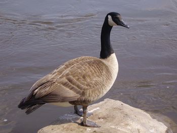 Canadian Goose screenshot