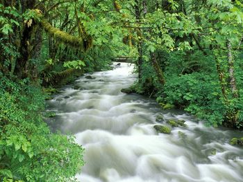 Cannings Creek, Quinault Rain Forest, Olympic National Park, Washington screenshot
