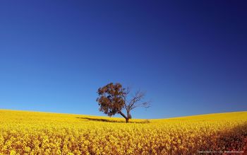 Canola Field screenshot