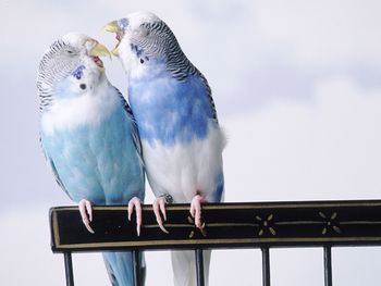 Cantankerous Parakeets screenshot