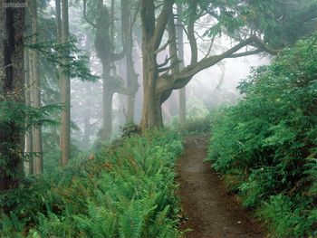 Cape Lookout State Park Oregon screenshot