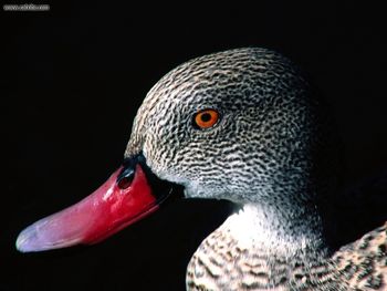 Cape Teal Duck screenshot