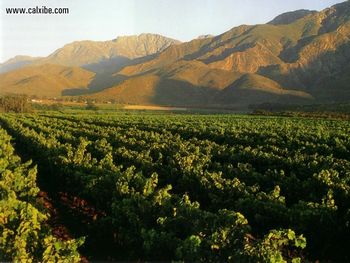 Cape Wineyards Breede Rivier screenshot