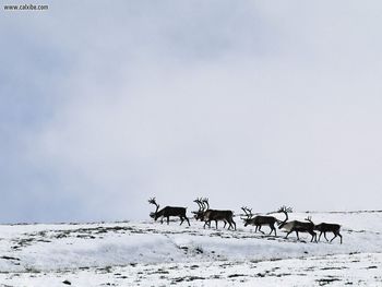 Caribou Bulls Crossing Slope Alaska screenshot