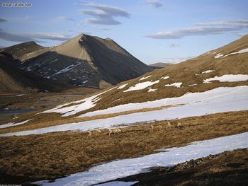 Caribou On Springtime Slope Arctic National Wildlife Refuge Alaska screenshot