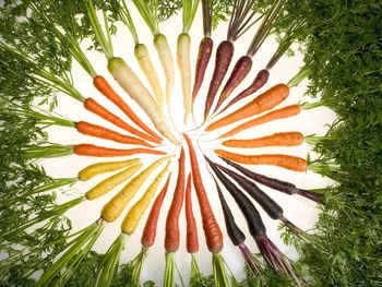 Carrots Of Many Colors screenshot
