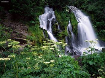 Cascading Waterfall Umpqua National Forest Oregon screenshot