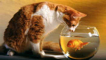 Cat and Fish screenshot