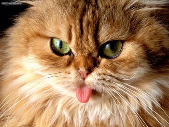 Cat Got Your Tongue screenshot