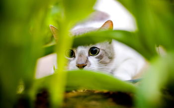 Cat Hiding screenshot