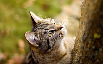 Cat Staring Up screenshot