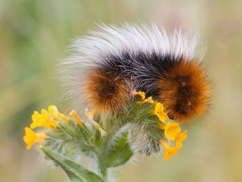 Caterpillar On Flower, Oregon screenshot