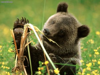 Cattail Eating Grizzly Bear Colorado screenshot