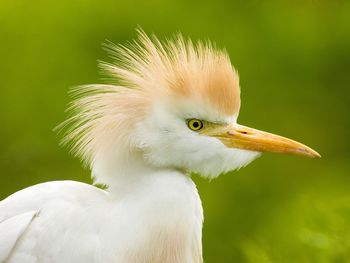 Cattle Egret, Florida screenshot