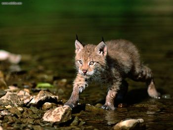 Cautious Approach Eurasian Lynx screenshot