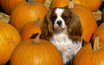 Cavalier King Charles Spaniel screenshot