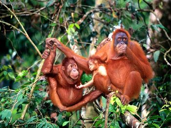 Center Of Attention Sumatran Orangutans screenshot