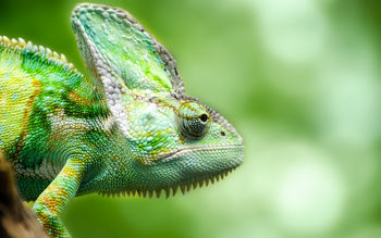 Chameleon Forest Lizard screenshot
