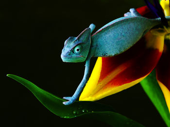 Chameleon in Blue screenshot