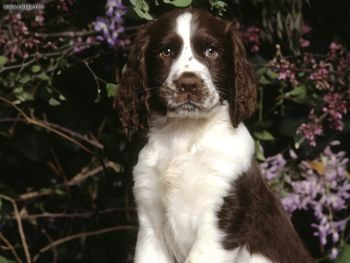 Charles English Springer Spaniel screenshot