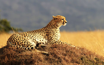 Cheetah 4K screenshot