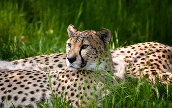 Cheetah Dual Monitor screenshot