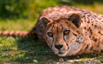 Cheetah Lying screenshot