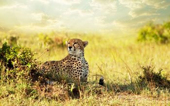 Cheetah Savanna Africa screenshot