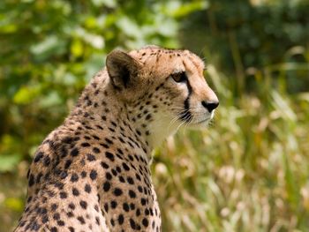 Cheetah screenshot