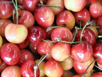 Cherries Frc screenshot
